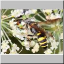 Gorytes laticinctus - Grabwespe w01a 11mm - OS-Hellern Waldwiese det.jpg